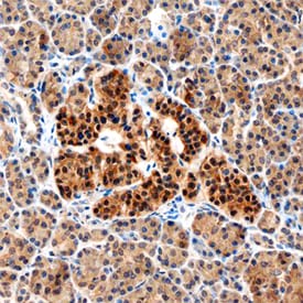 ALK-7 antibody in Human Pancreas by Immunohistochemistry (IHC-P).