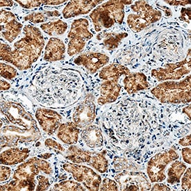 Alkaline Phosphatase/ALPL antibody in Human Kidney by Immunohistochemistry (IHC-P).
