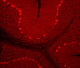 AMIGO3 antibody in Mouse Brain by Immunohistochemistry (IHC-Fr).