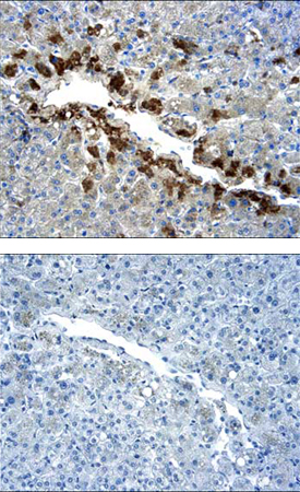 AMPKa1 antibody in Human Liver by Immunohistochemistry (IHC-P).