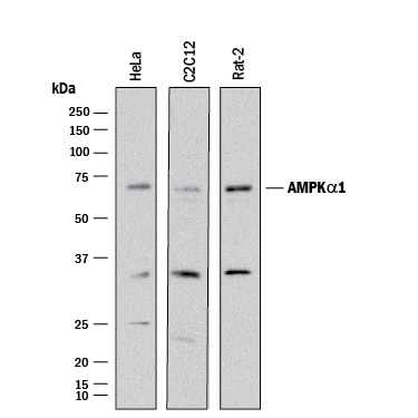 Detection of Human. Mouse, and Rat AMPKa1 antibody by Western Blot.