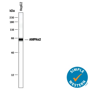 Detection of Human AMPKa2 antibody by Simple WesternTM.