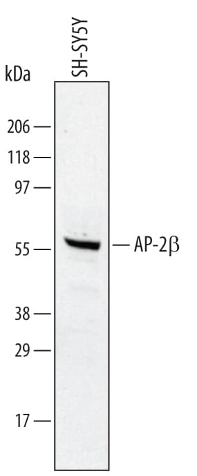 Detection of Human AP‑2 beta  antibody by Western Blot.