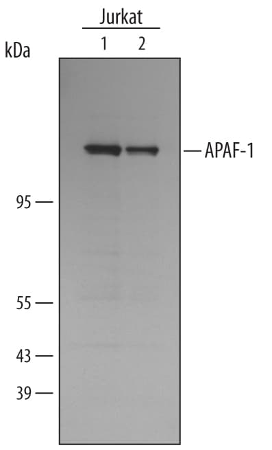Detection of Human APAF‑1 antibody by Western Blot.