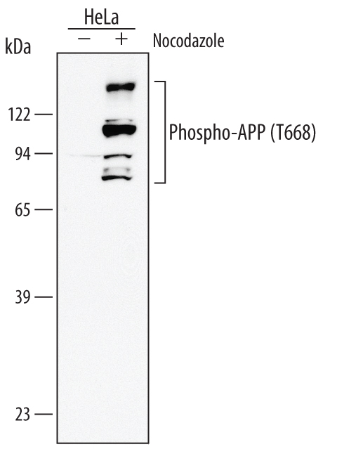 Detection of Human Phospho-APP/Protease Nexin II (T668) antibody by Western Blot.