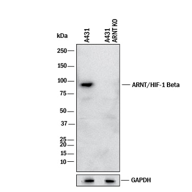 Western Blot Shows Human ARNT/HIF-1 beta  Antibody Specificity by Using Knockout Cell Line.