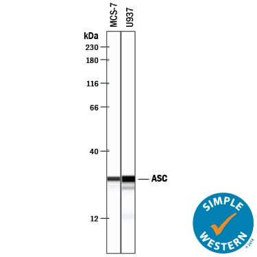 Detection of Human ASC antibody by Simple WesternTM.