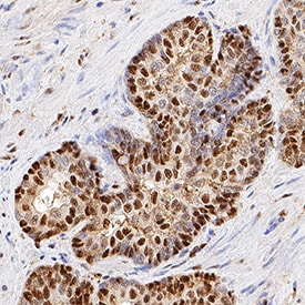 ATF6 antibody in Human Prostate by Immunohistochemistry (IHC-P).