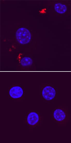 ATG12 antibody in RAW 264 by Immunocytochemistry (ICC).7 Mouse Cell Line by Immunocytochemistry (ICC).