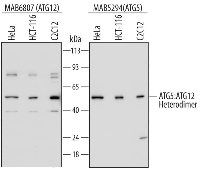 Detection of Human and Mouse ATG12 antibody by Western Blot.