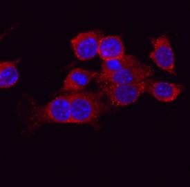 ATG4A antibody in RAW 264 by Immunocytochemistry (ICC).7 Mouse Cell Line by Immunocytochemistry (ICC).