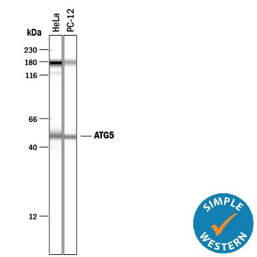 Detection of Human and Rat ATG5 antibody by Simple WesternTM.