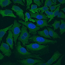 Actin antibody in HeLa Human Cell Line by Immunocytochemistry (ICC).