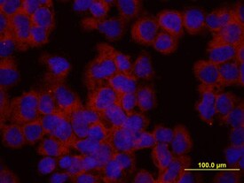 Actin antibody in HEK293 Human Cell Line by Immunocytochemistry (ICC).