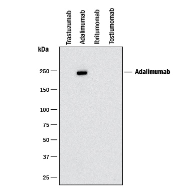 Detection of Adalimumab antibody by Western Blot.