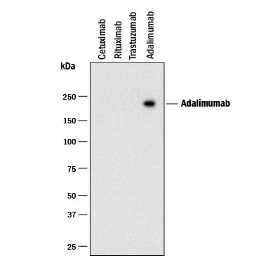 Detection of Adalimumab antibody by Western Blot.
