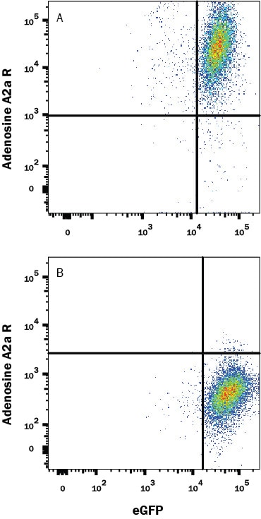 Detection of Adenosine A2a R antibody in HEK293 Human Cell Line Transfected with Human Adenosine A2a R and eGFP antibody by Flow Cytometry.