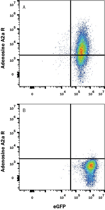 Detection of Adenosine A2a R antibody in HEK293 Human Cell Line Transfected with Human Adenosine A2a R and eGFP antibody by Flow Cytometry.