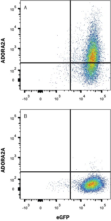 Detection of Adenosine A2a R antibody in HEK293 Human Cell Line Transfected with Human Adenosine A2a R and eGFP antibody by Flow Cytometry.