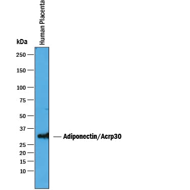 Detection of Human Adiponectin/Acrp30 antibody by Western Blot.