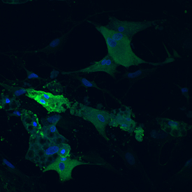 Adiponetin/Acrp30 antibody in Rat Adipocytes by Immunocytochemistry (ICC).