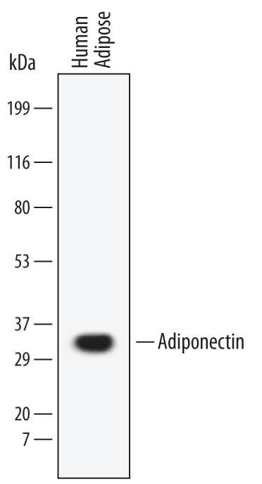 Detection of Human Adiponectin/Acrp30 antibody by Western Blot.