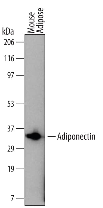 Detection of Mouse Adiponectin/Acrp30 antibody by Western Blot.