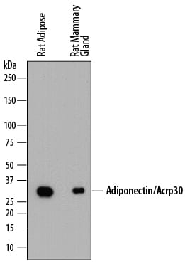 Detection of Rat Adiponectin/Acrp30 antibody by Western Blot.