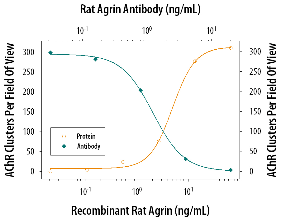 Acetylcholine Receptor Clustering Induced by Agrin and Neutralization by Rat Agrin Antibody.