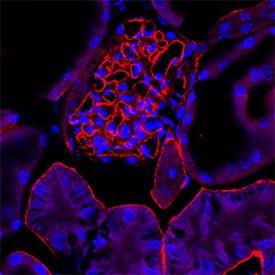 Agrin antibody in Mouse Kidney by Immunohistochemistry (IHC-Fr).