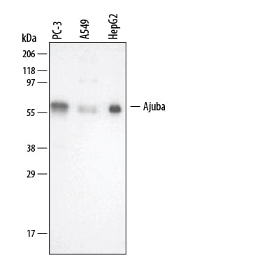 Detection of Human Ajuba antibody by Western Blot.