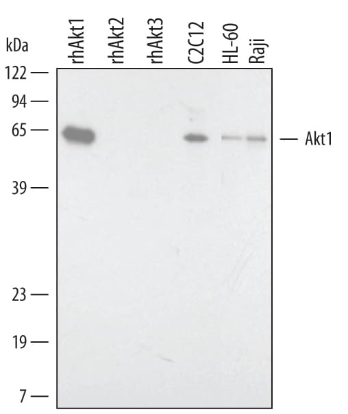 Detection of Human/Mouse/Rat Akt1 antibody by Western Blot.