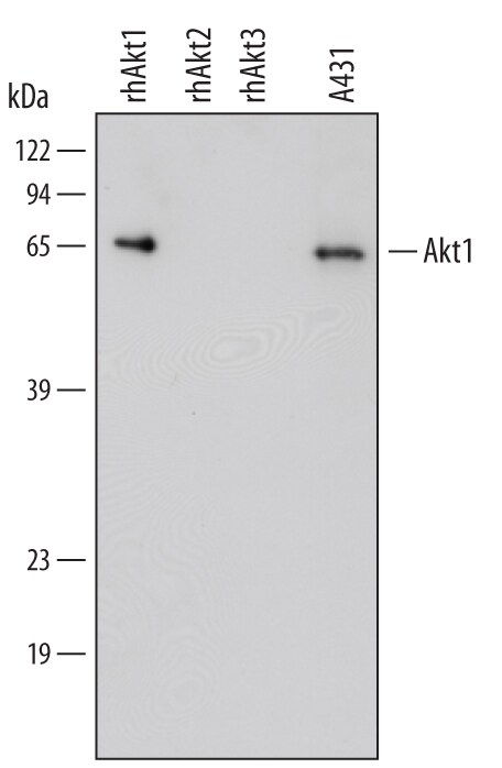 Detection of Human/Mouse/Rat Akt1 antibody by Western Blot.