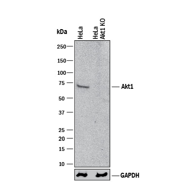 Western Blot Shows Human Akt1 Antibody Specificity by Using Knockout Cell Line.