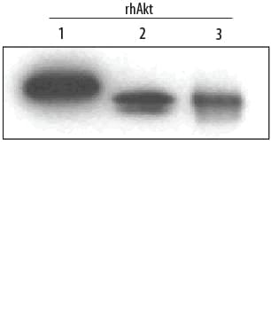 Detection of Human Akt Pan Specific antibody by Western Blot.