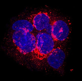 Serum Albumin antibody in HepG2 Human Cell Line by Immunocytochemistry (ICC).