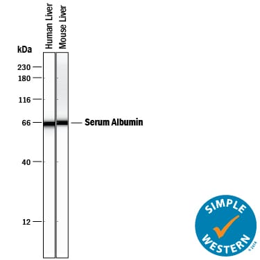 Detection of Human and Mouse Albumin antibody by Simple WesternTM.