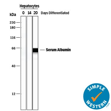Detection of Human Albumin antibody by Simple WesternTM.