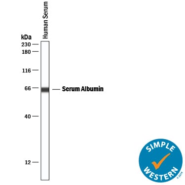 Detection of Human Albumin antibody by Simple WesternTM.
