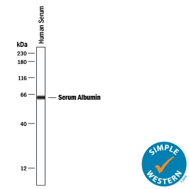 Detection of Human Albumin antibody by Simple WesternTM.