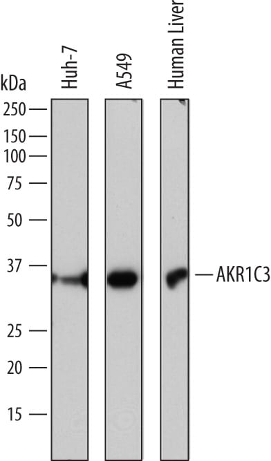Detection of Human Aldo-keto Reductase 1C3/AKR1C3 antibody by Western Blot.