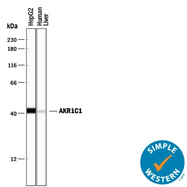 Detection of Human Aldo-keto Reductase 1C1/AKR1C1 antibody by Simple WesternTM.