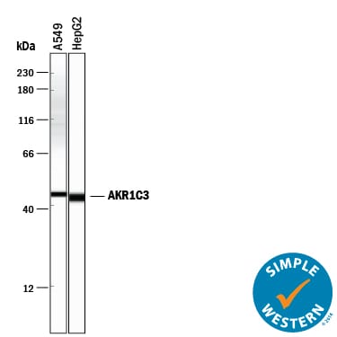 Detection of Human Aldo-keto Reductase 1C3/AKR1C3 antibody by Simple WesternTM.