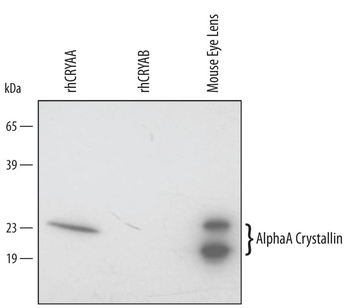 Detection of Human/Mouse AlphaA Crystallin/CRYAA antibody by Western Blot.