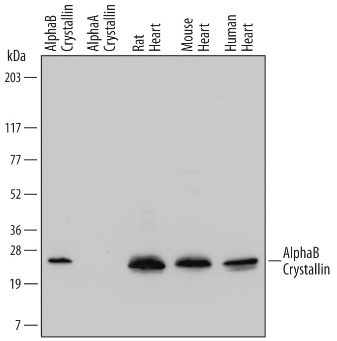 Detection of Human, Mouse, and Rat AlphaB Crystallin/CRYAB antibody by Western Blot.
