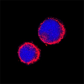 Aminopeptidase N/CD13 antibody in Mouse Splenocytes by Immunocytochemistry (ICC).