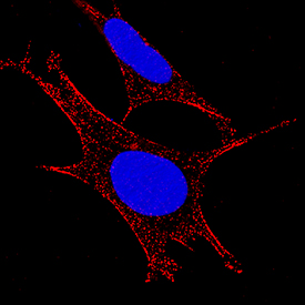 Aminopeptidase N/CD13 antibody in SH-SY5Y Human Cell Line by Immunocytochemistry (ICC).