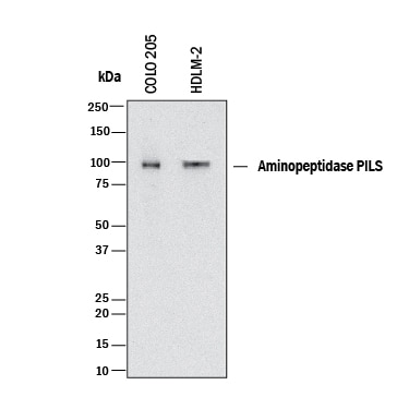 Detection of Human Aminopeptidase PILS/ARTS1 antibody by Western Blot.