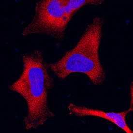 Aminopeptidase PILS/ARTS1 antibody in HeLa Human Cell Line by Immunocytochemistry (ICC).