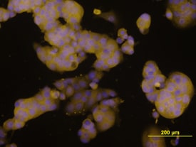 Amphiregulin antibody in MCF-7 Human Cell Line by Immunocytochemistry (ICC).